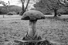 Wooden Toadstool - Blarney Castle