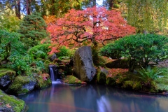 The Maple - Japanese Garden