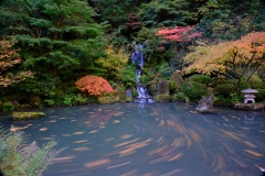 The Pond 2 - Japanese Garden