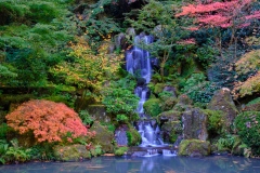 The Waterfall - Japanese Garden