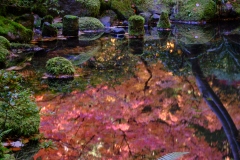Reflections - Japanese Garden
