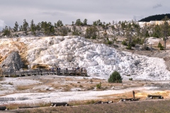 Mammoth Hot Springs 1
